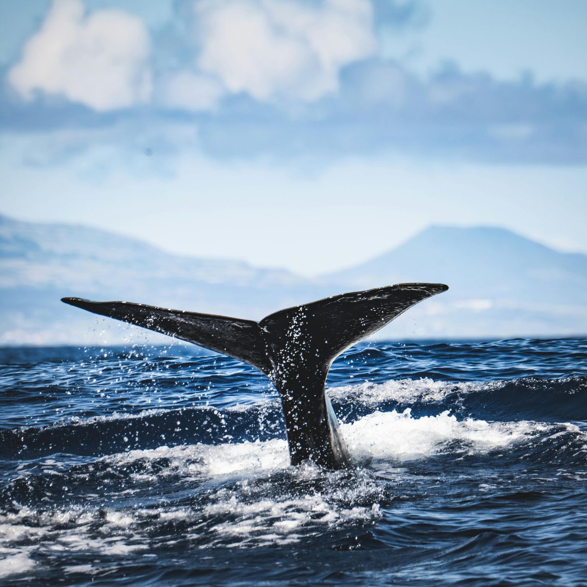 Avistamiento de ballenas